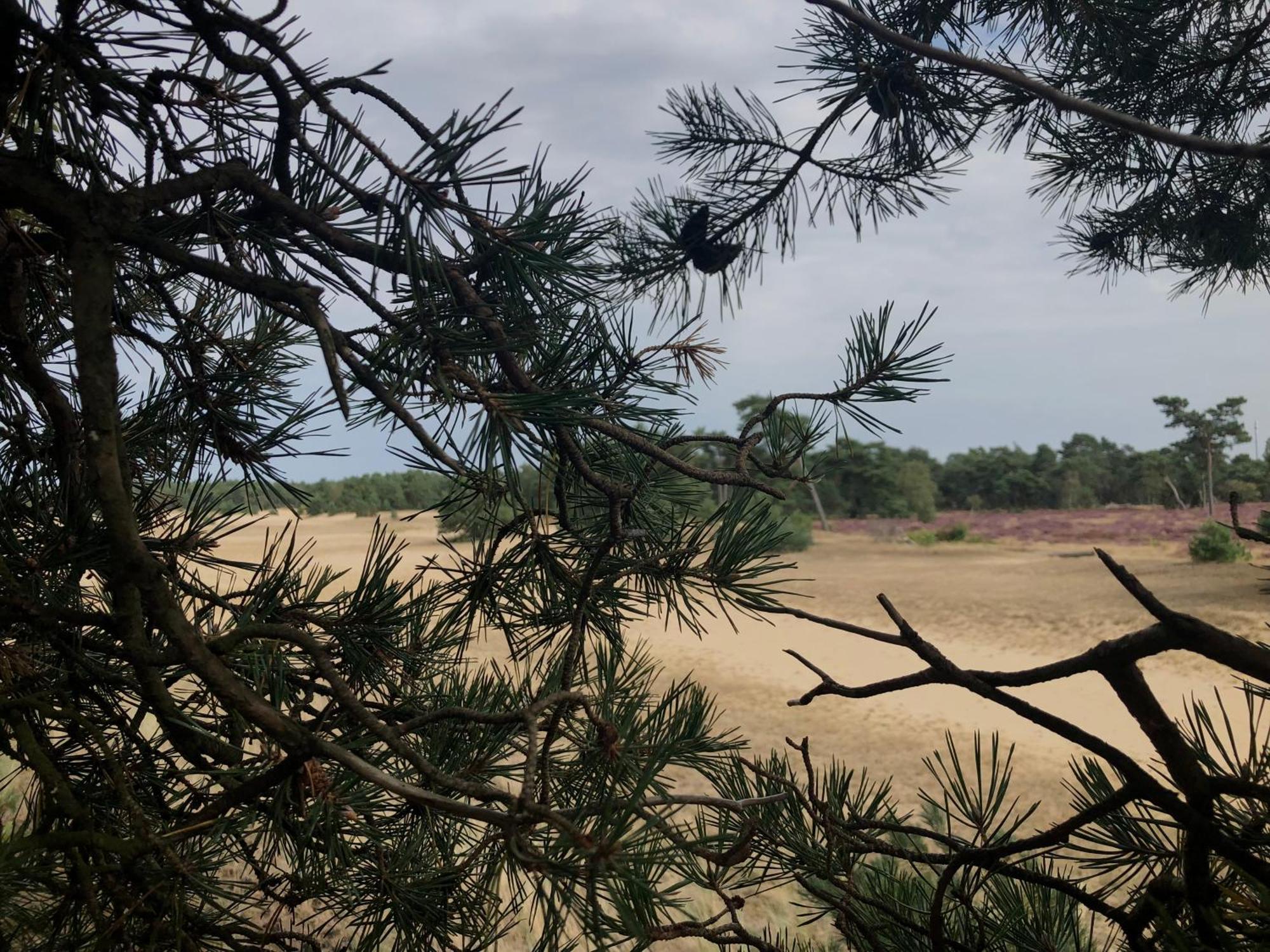 Het Natuurhuisje Op De Veluwe 宁斯佩特 外观 照片