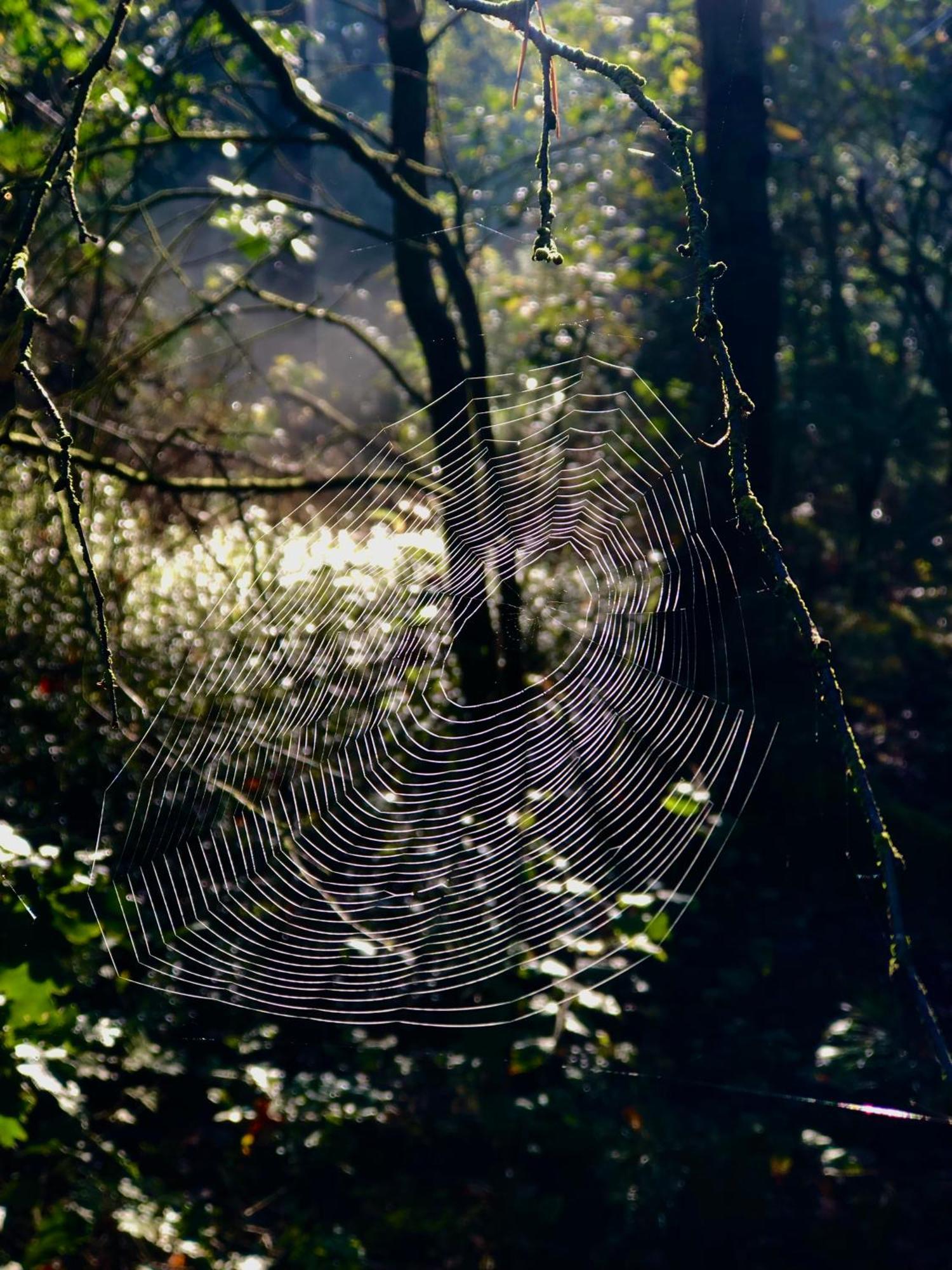 Het Natuurhuisje Op De Veluwe 宁斯佩特 外观 照片